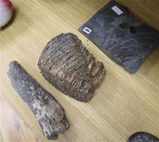 A petrified Mammoth tooth, a two large fossilised plant sections